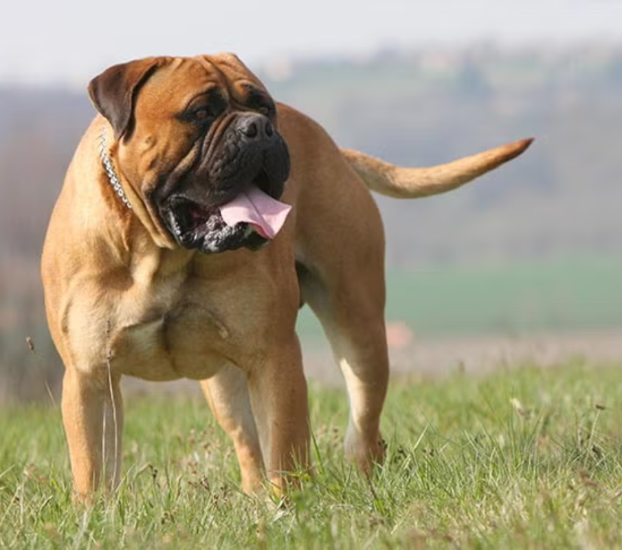 Bullmastiff