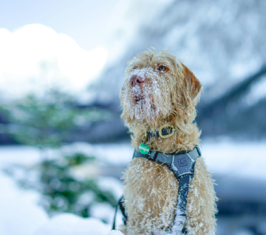 Irish Wolfhound in the snow