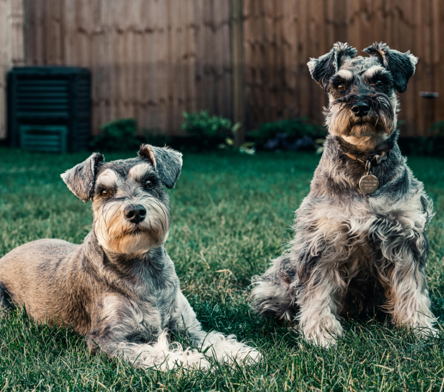 Schnauzer