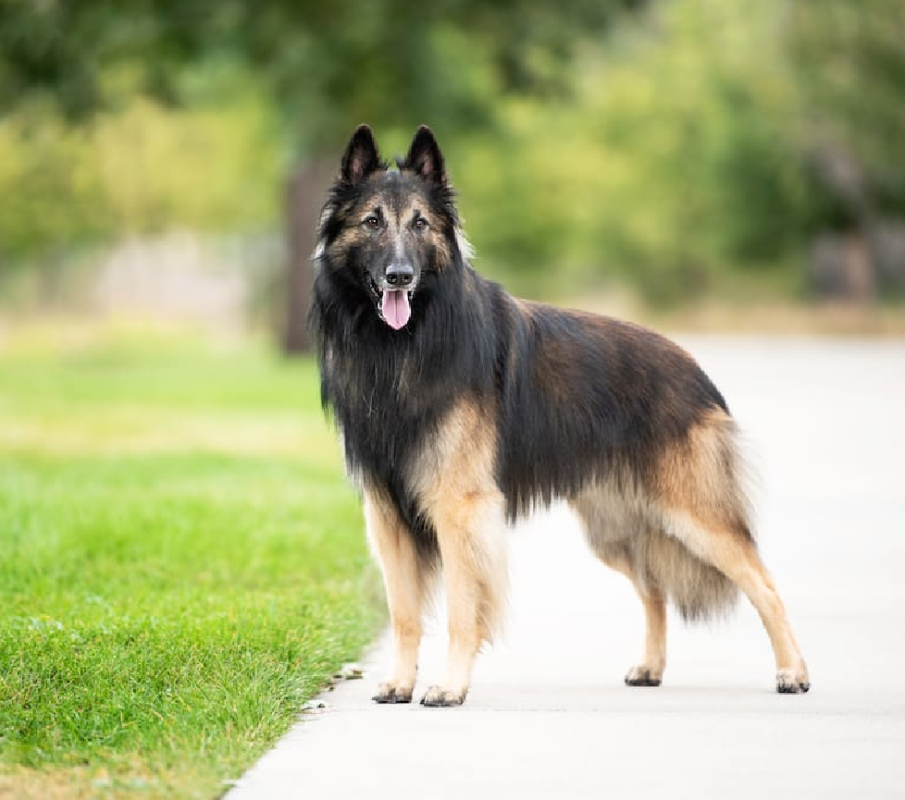 Tervuren