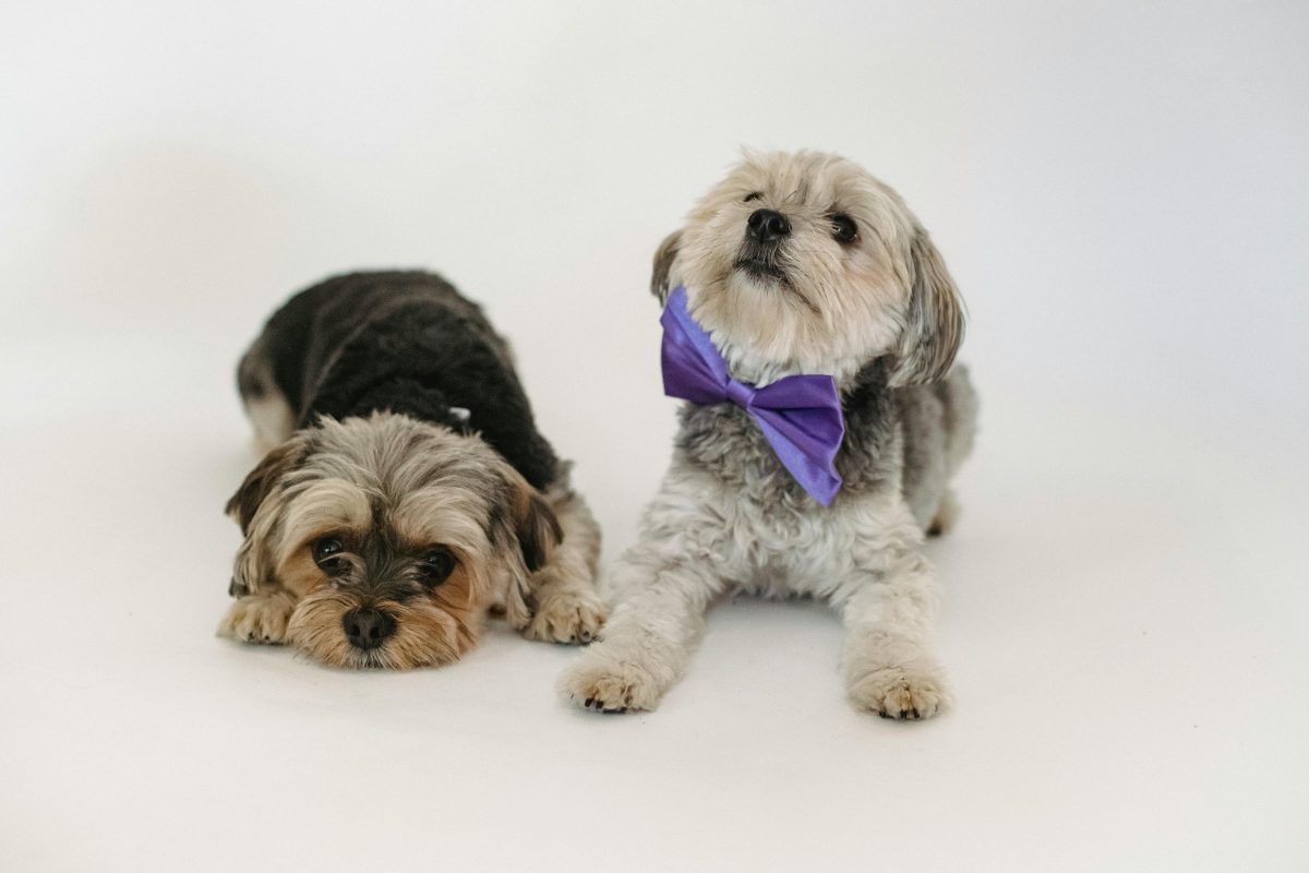 Yorkshire Terrier