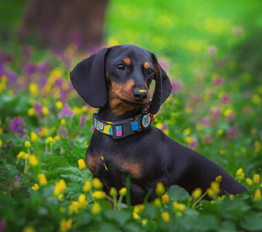 Dachshund