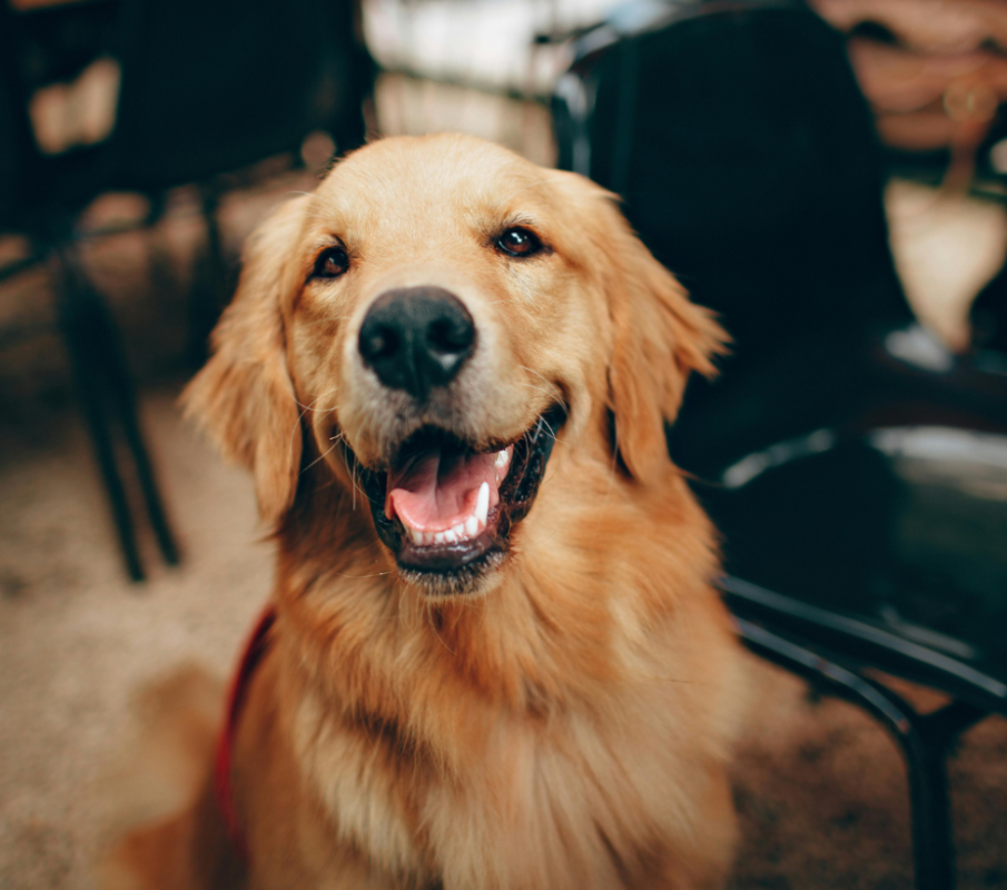 golden retriever