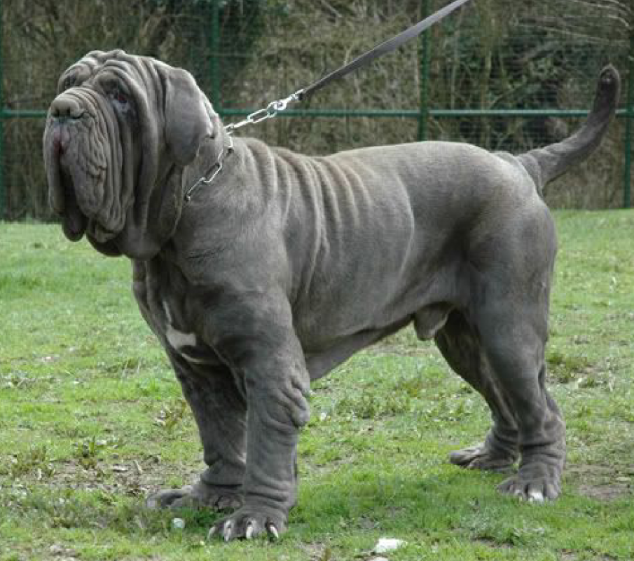 mastino napotetano