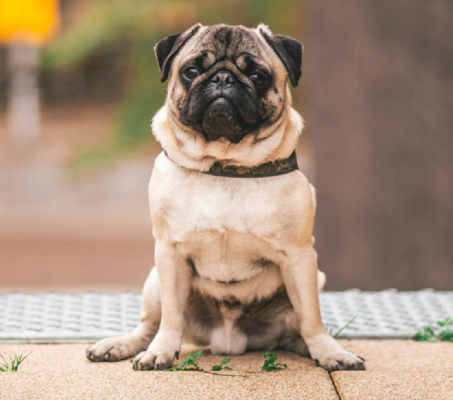 pug