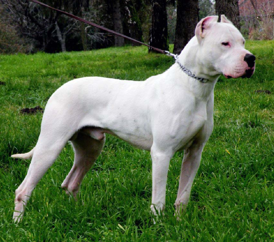 Dogo Argentino