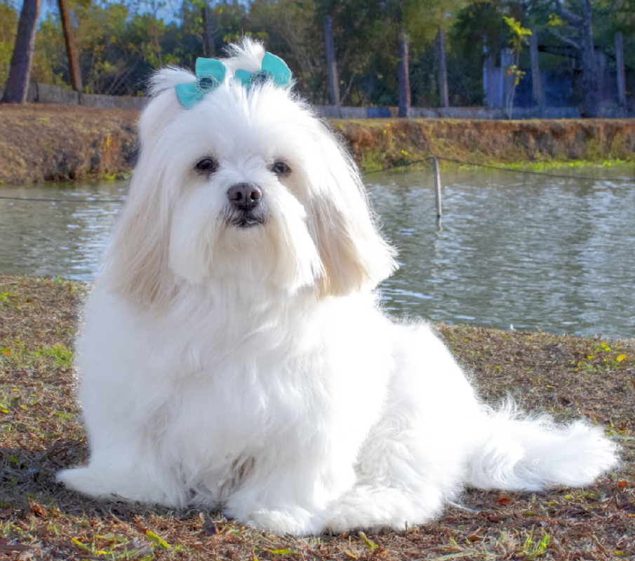 Lhasa Apso