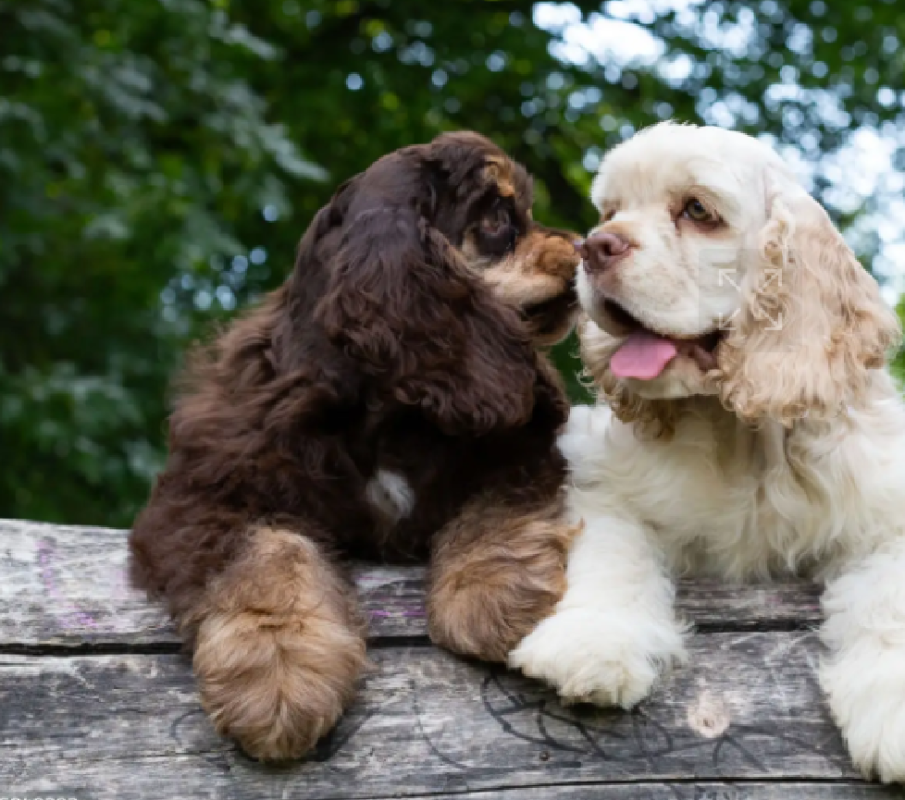 american cocker spaniel