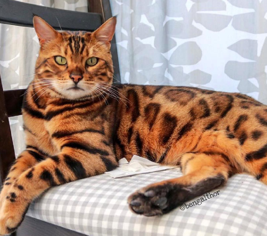 bengal