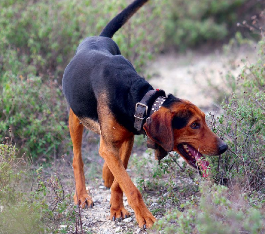 hellenic herehound