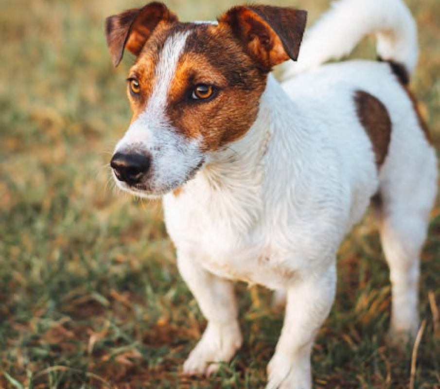 jack russell terrier