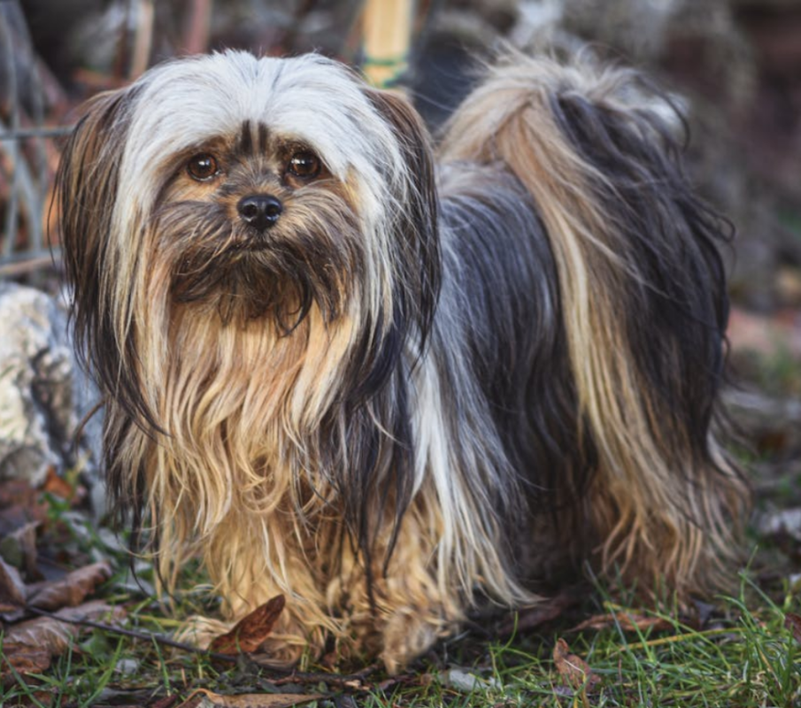 lhasa apso