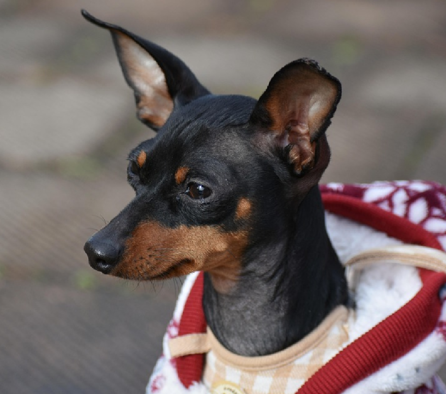miniature pinscher