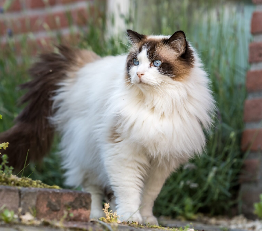 ragdoll