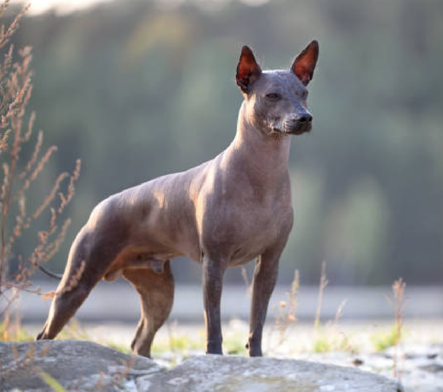 Xoloitzcuintli