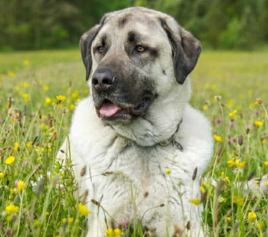 Anatolian Shepherd
