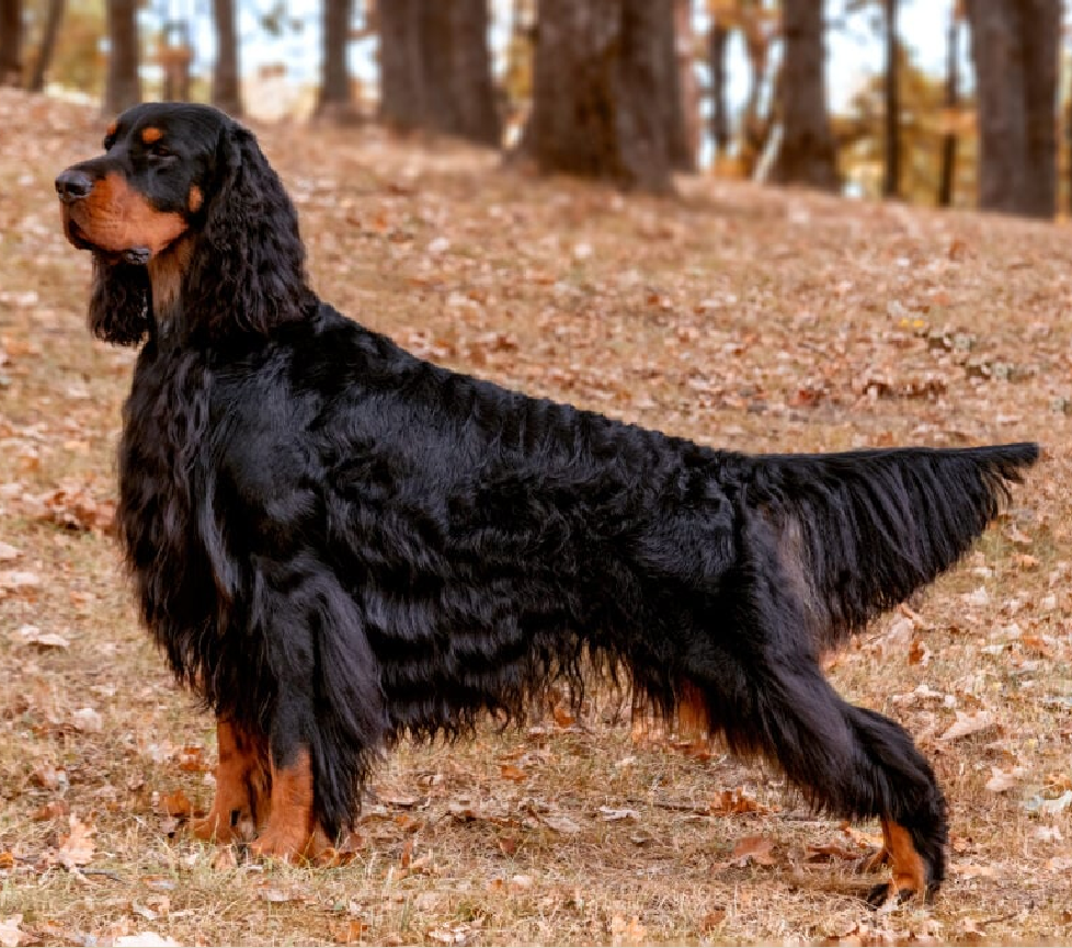 Gordon Setter