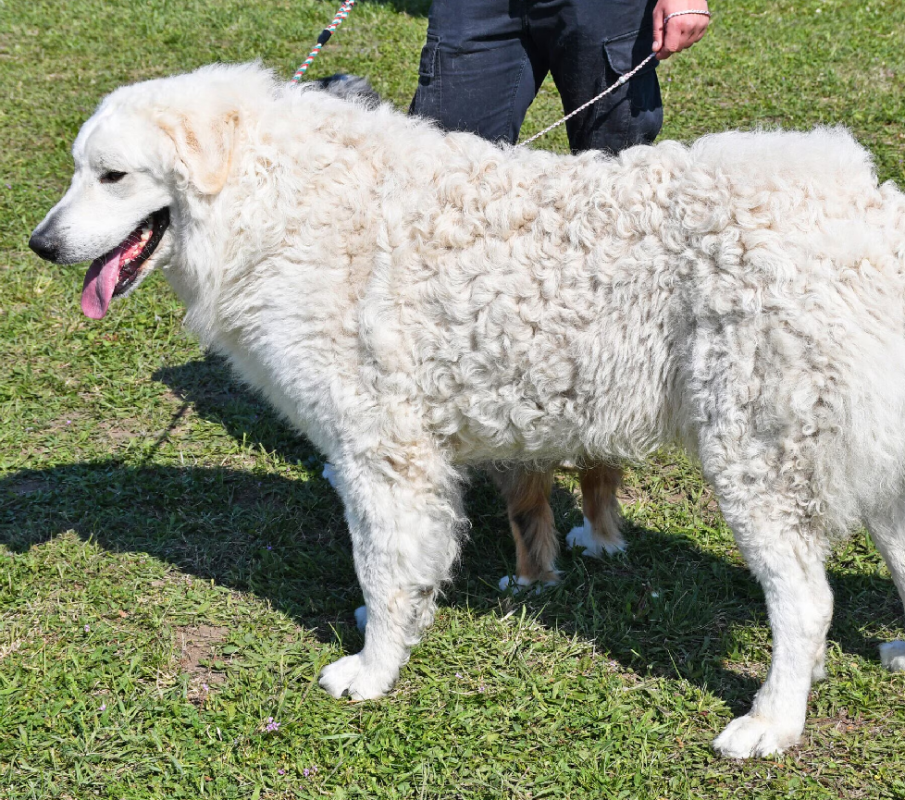 Kuvasz
