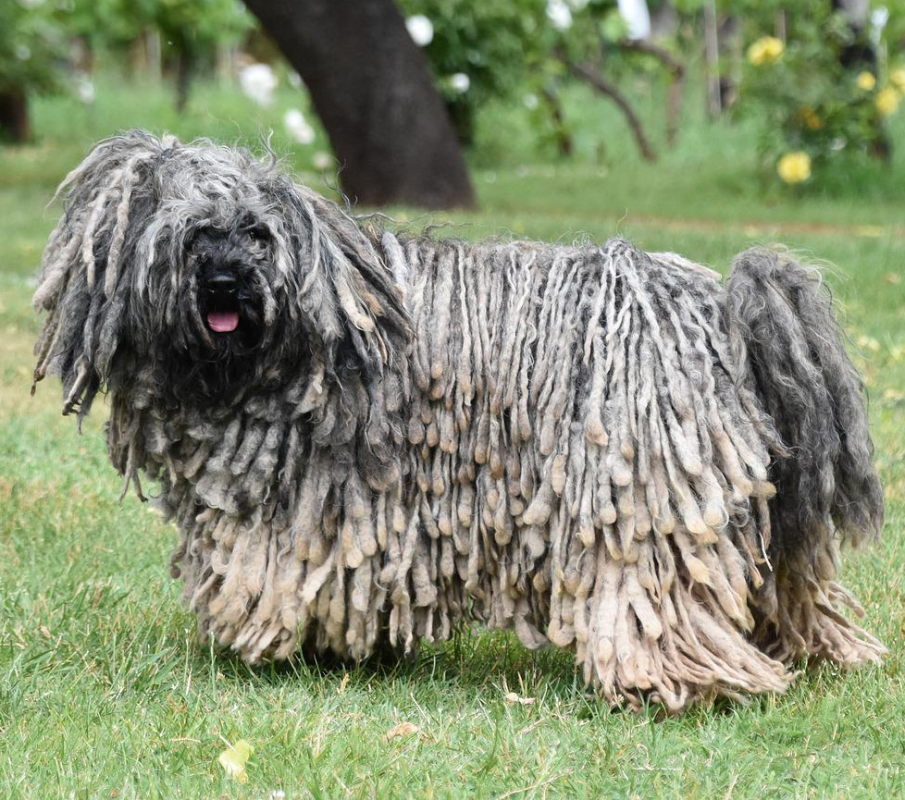 Puli