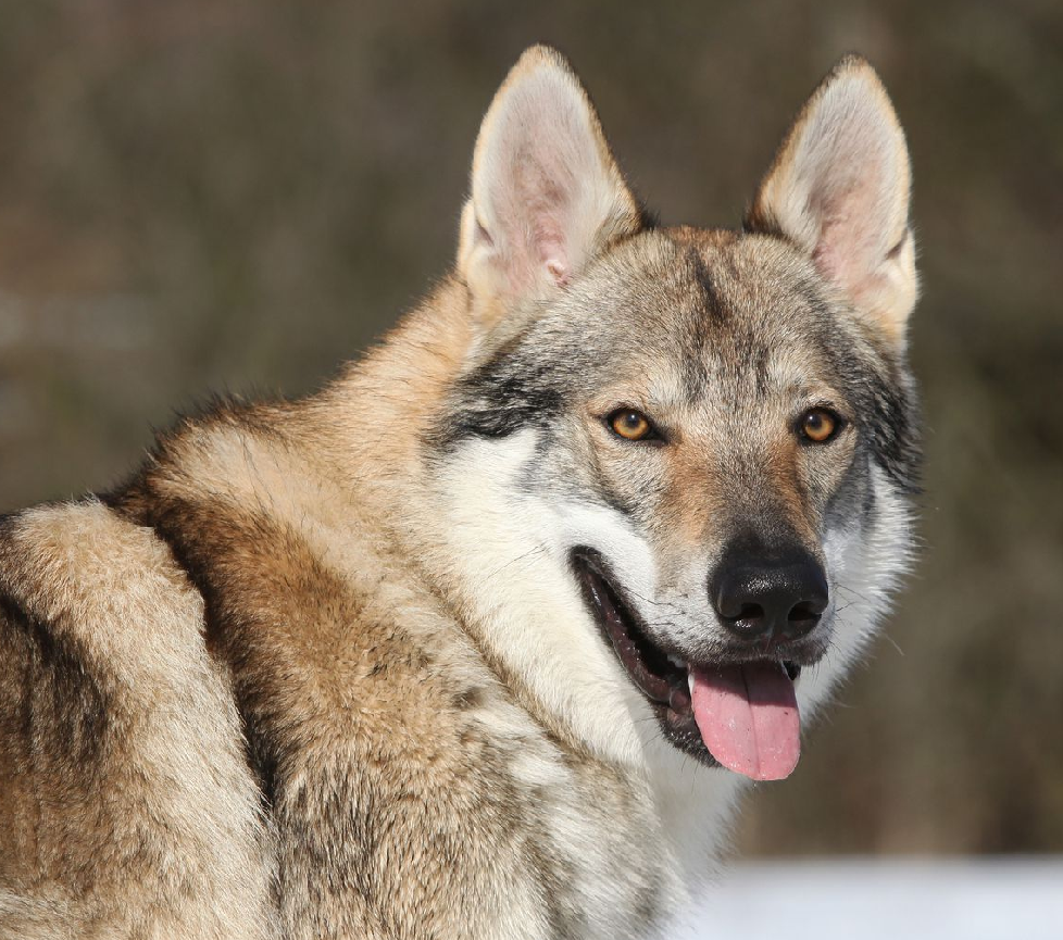 Saarloos Wolfdog