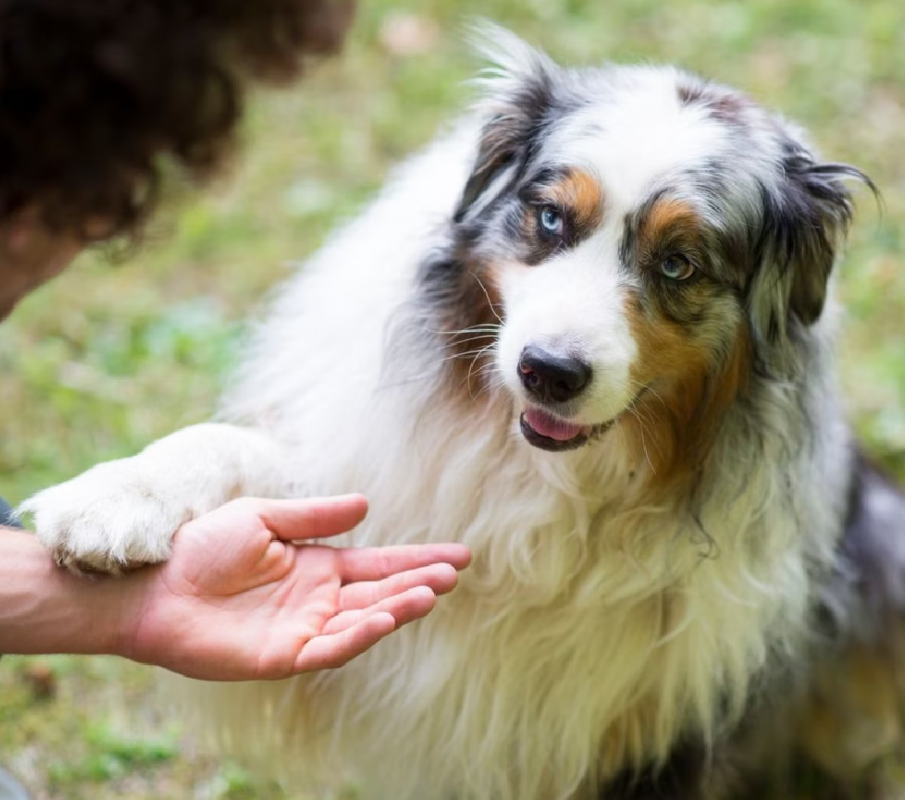 australian shepherd