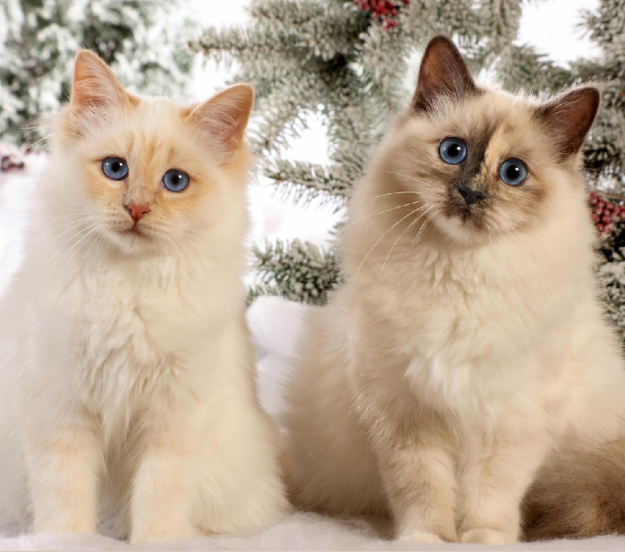 birman