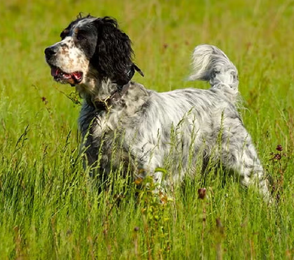 english setter