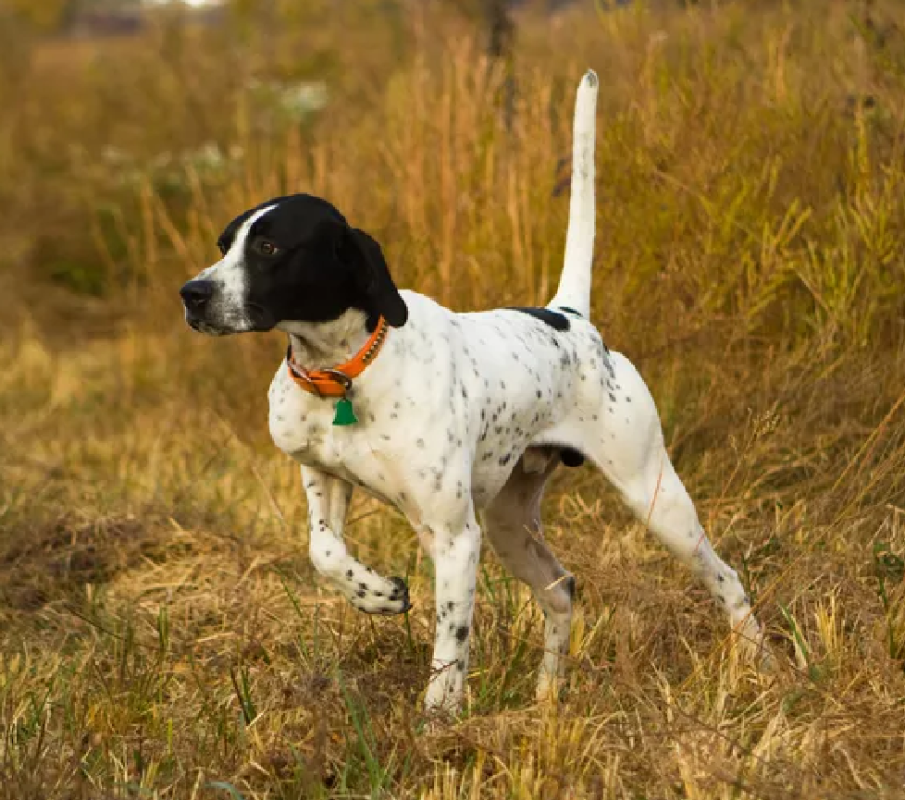 pointer