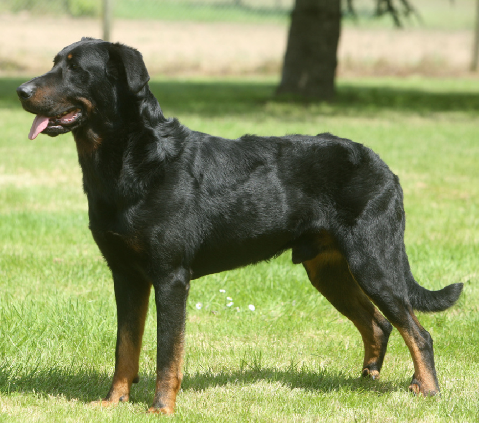 Beauceron