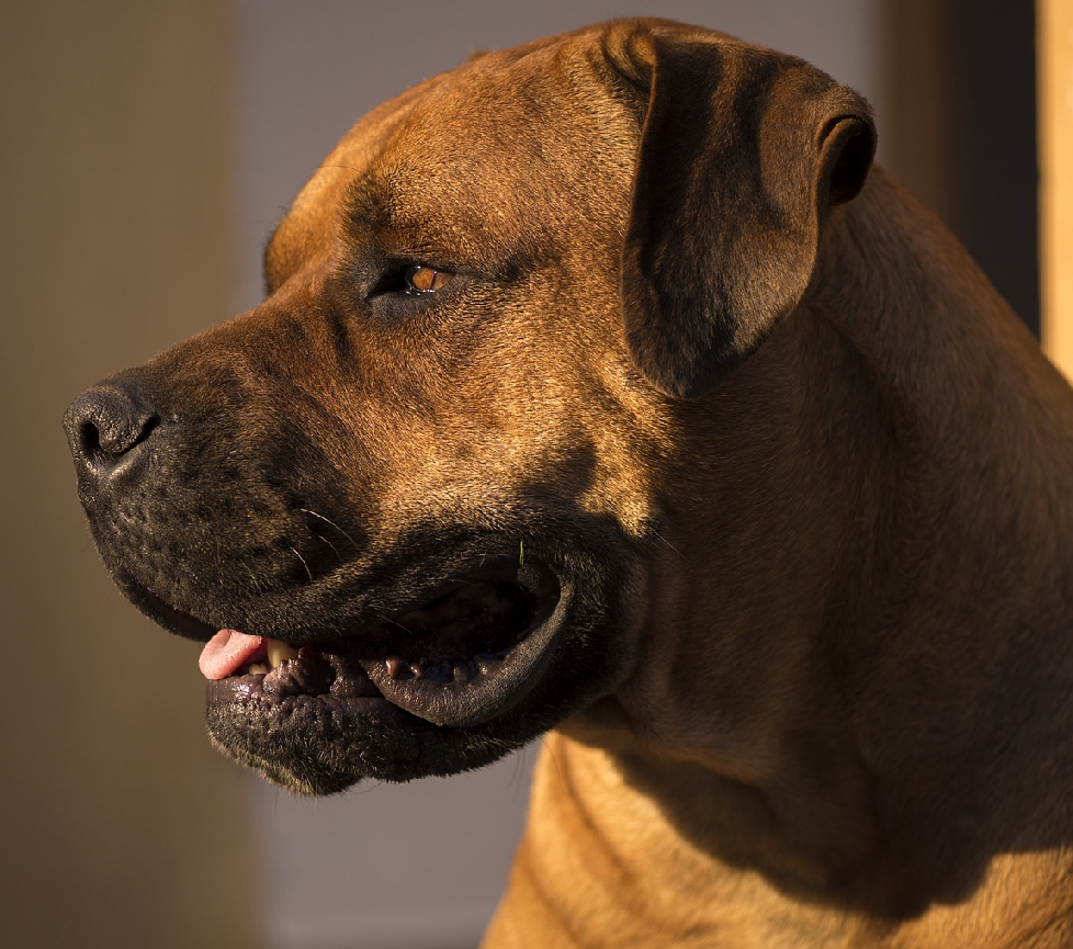 Boerboel