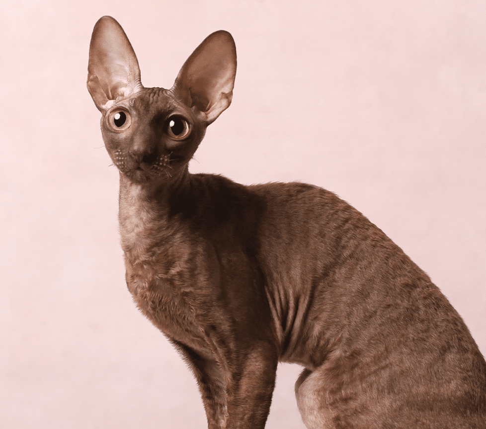 Cornish Rex