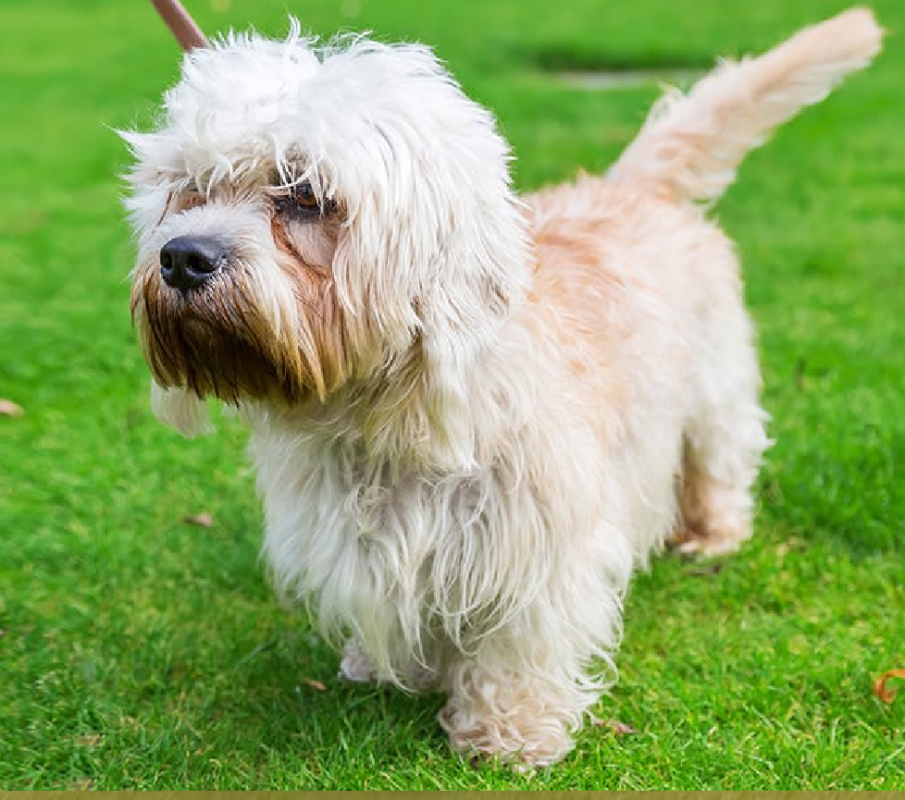 Dandie Dinmont Terrier