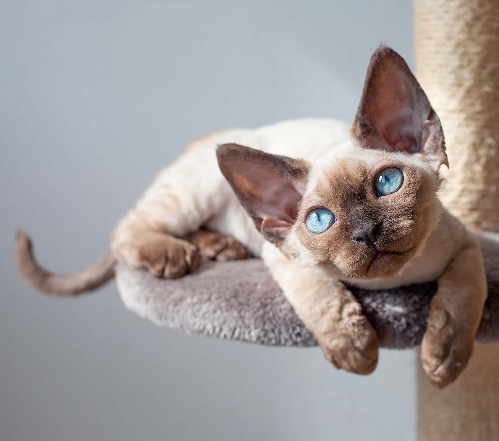 Devon Rex