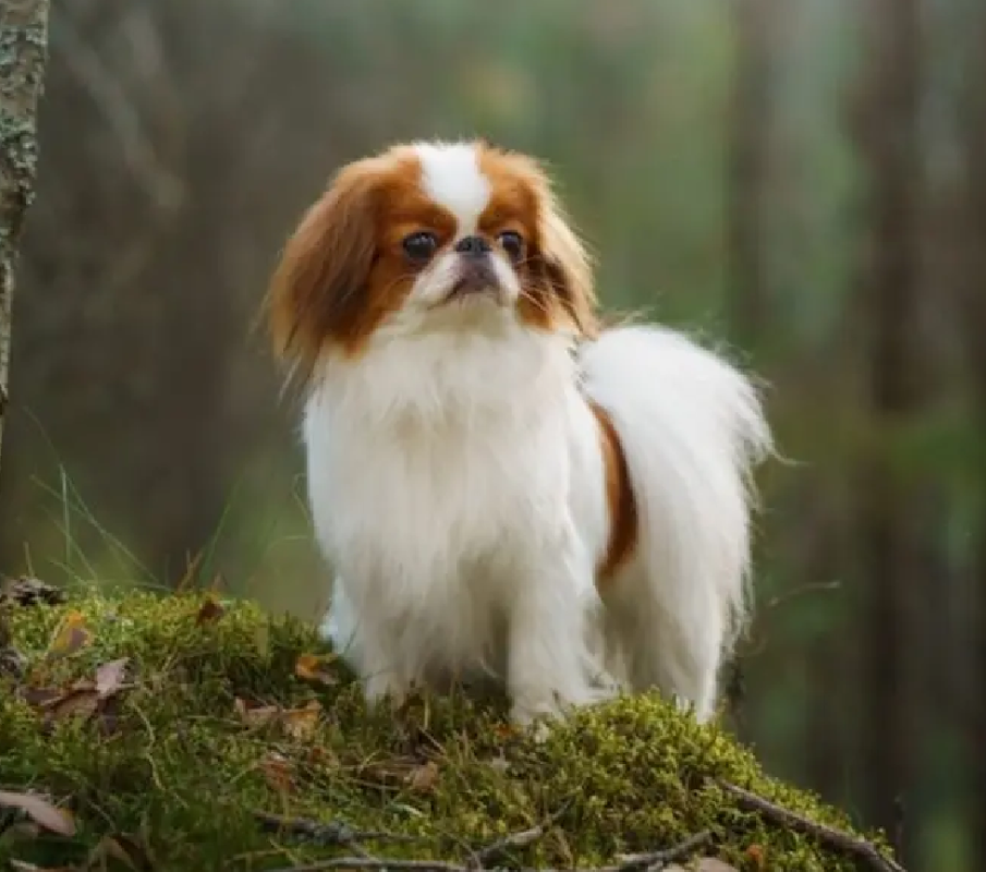 Japanese Chin