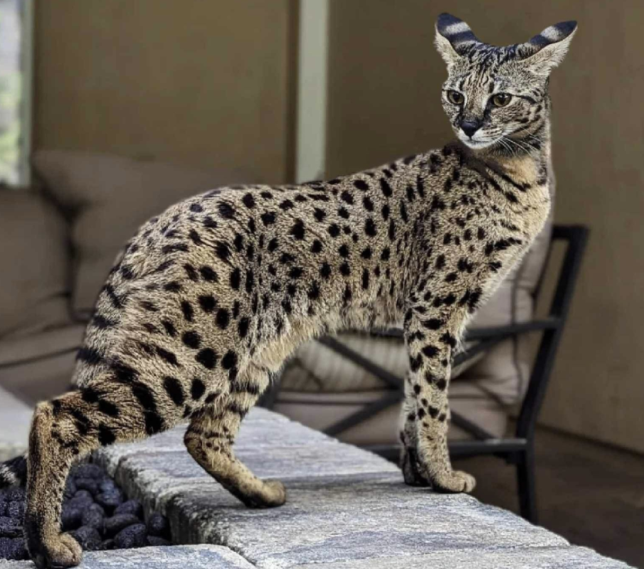 Savannah