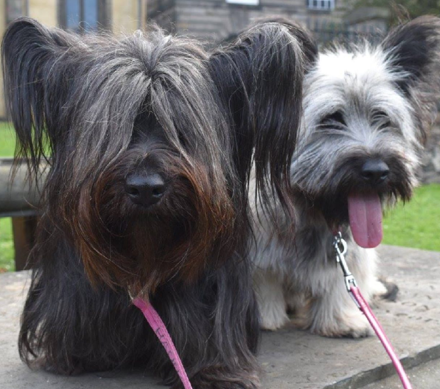 Skye Terrier