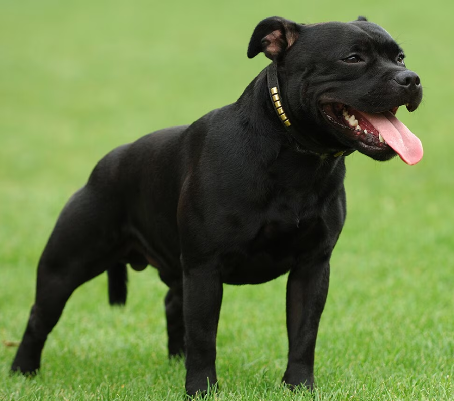Staffordshire Bull Terrier