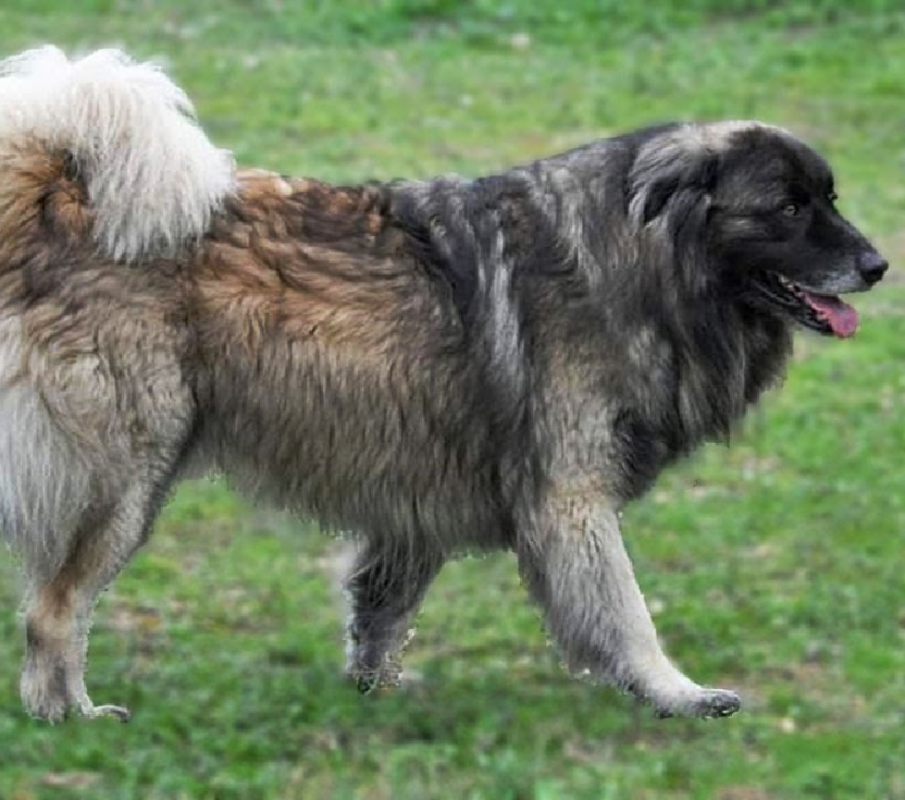 estrela mountain dog