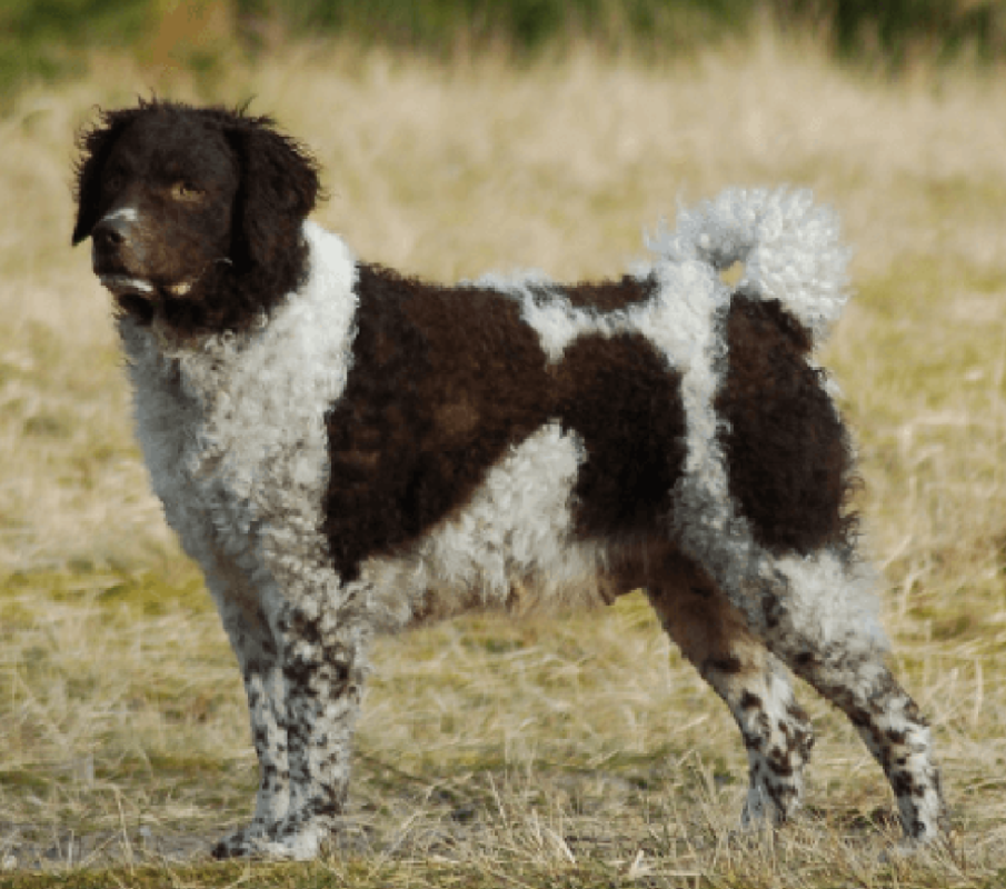 Frisian Water Dog