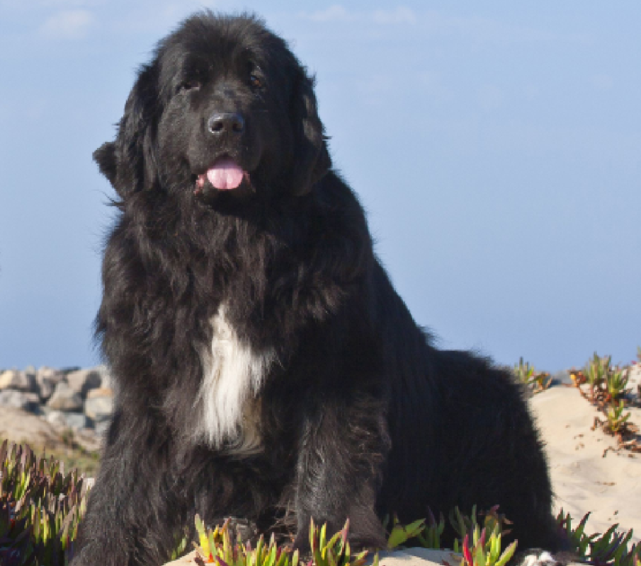 newfoundland